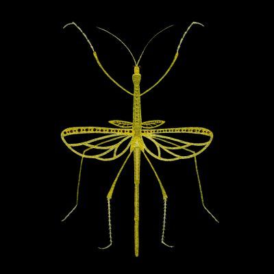 Praying Mantis #1